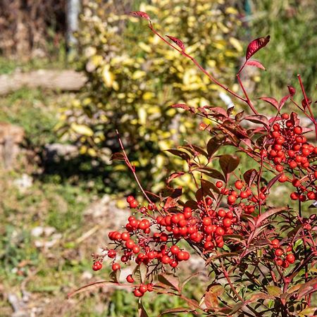 B&B Il Bughetto Carpegna Dış mekan fotoğraf